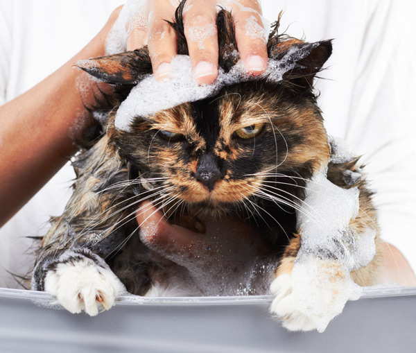 cat-bath-stock
