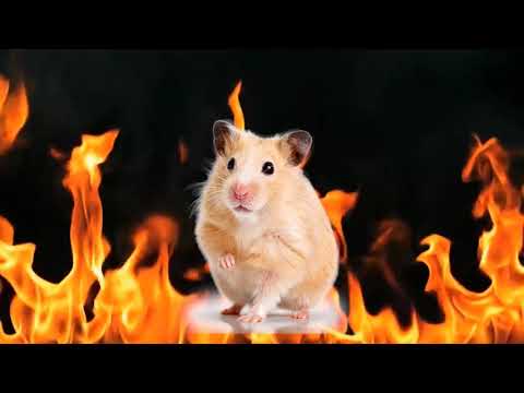 hamsterfire